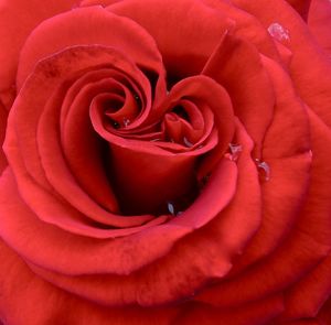 Close-up of rose