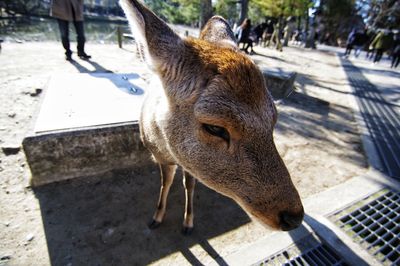 Close-up of deer in zoo