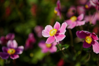 Close-up of pink flowers blooming outdoors