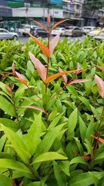 Close-up of fresh green plants