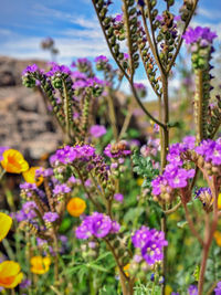 Close-up of pink flowering plants