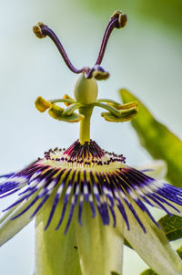 Close-up of flower blooming outdoors