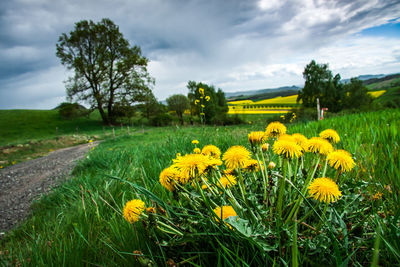 Yellow flowering plants on field against sky