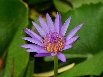 Close-up of purple flower