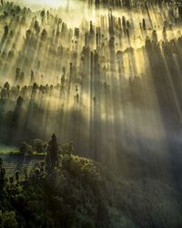 Trees in foggy weather