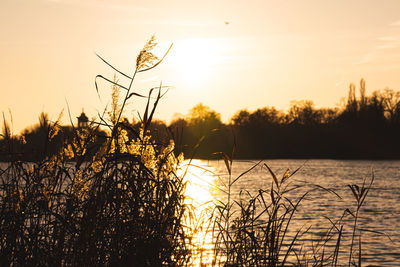 Silhouette plants by lake against sky during sunset