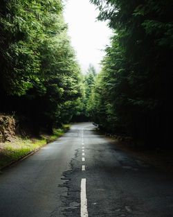 Empty road along trees in forest