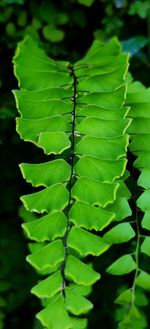 Close-up of green leaves