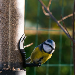 Close-up of bird perching on metal