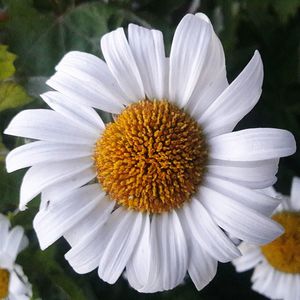 Close-up of white daisy flowers