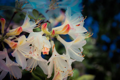 Close-up of flowers blooming outdoors