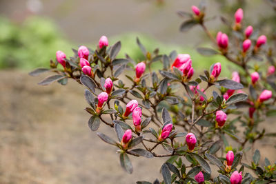 Close-up of pink flowers