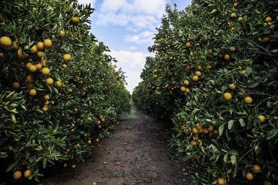 Oranges growing on trees in farm