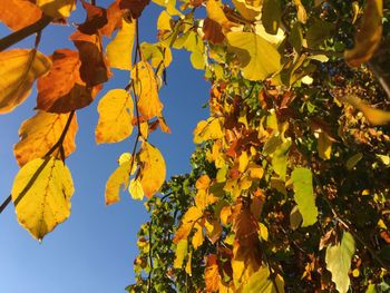 Low angle view of yellow maple leaves against sky