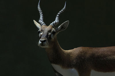 The brown stag living freely in the wild is an animal that needs protection