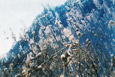 Low angle view of trees