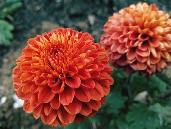 Close-up of orange dahlia flower