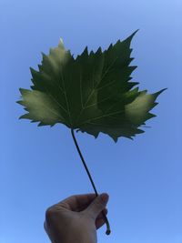 Close-up of hand holding maple leaf against clear blue sky