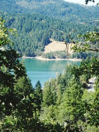 Scenic view of lake in forest