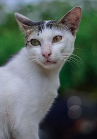 Close-up portrait of white cat