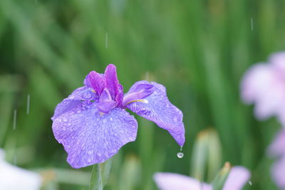 Close-up of water drops on purple flowering plant