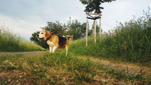 Dog in a field