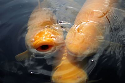 High angle view of yellow fish swimming in lake
