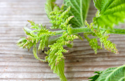 Close-up of plant growing on table