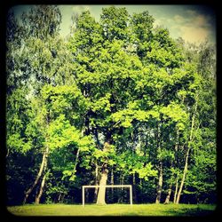 Plants growing on tree