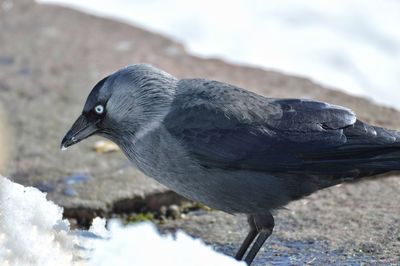 Close-up of bird perching outdoors