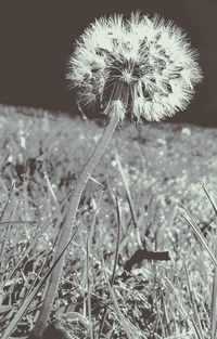 Close-up of dandelion on field