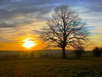 Bare tree on field against sky during sunset