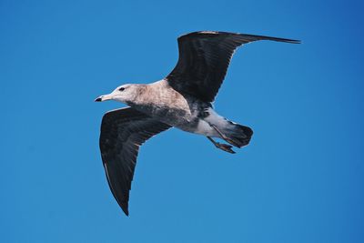 Low angle view of seagull flying