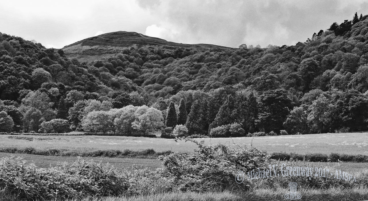 TREES ON FIELD AGAINST SKY