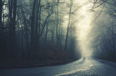 Road in forest during winter