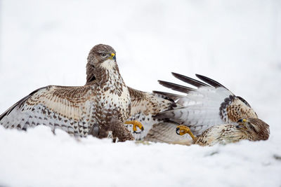 Close-up of bird perching on snow