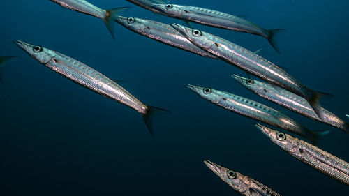 Low angle view of barracuda fishes in sea