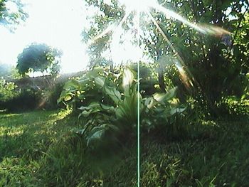 Sun shining through trees on grassy field