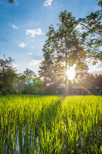 Scenic view of field against bright sun