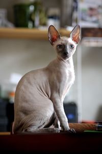 Close-up of a cornish rex kitten 