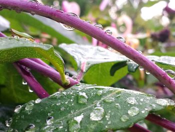 Close-up of water drops on leaves