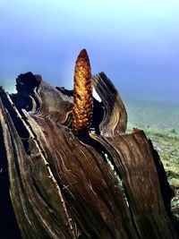 Close-up of log in sea against sky