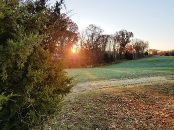 Trees on field against sky during sunset