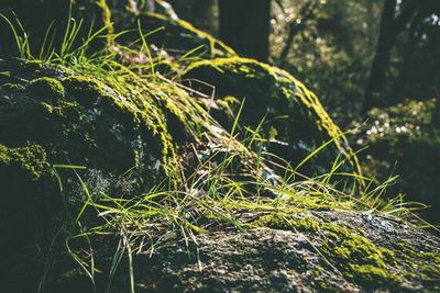 Close-up of plants growing in forest