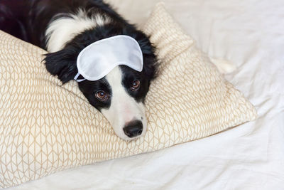 Puppy border collie with sleeping eye mask lay on pillow blanket in bed. dog at home sleeping