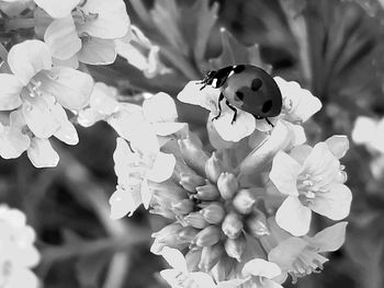 Close-up of insect on flowering plant