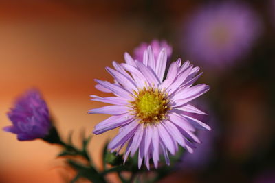 Close-up of purple flowering plant