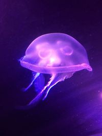 Close-up of jellyfish in sea