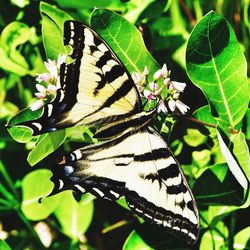 Close-up of butterfly pollinating on plant