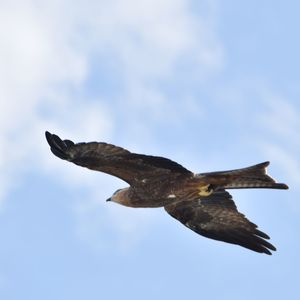 Low angle view of eagle flying